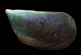 Septifer bilocularis  46mm F+++