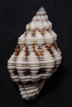 Latirus species 28.7mm F+++