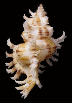 Chicoreus cnissodus  87.6mm F++