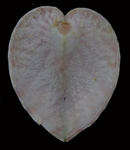 Corculum lorenzi   41.2mm F+++