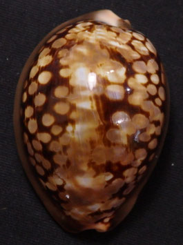 Mauritia mauritiana  47.2mm F++/F+++