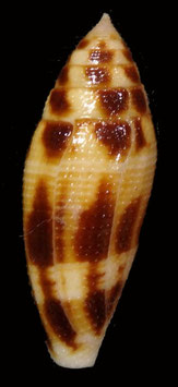 Conus mitratus 37.1mm F+++