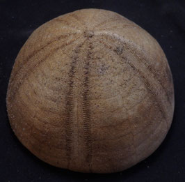 Conolampas diomedeae test  85.1mm F+++ sea urchin