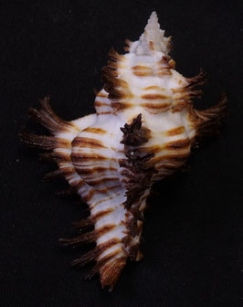 Chicoreus brunneus  56.4mm F+++