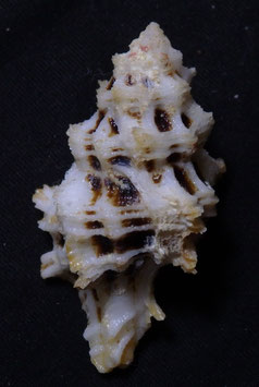 Pterynotus martinetana  46.6mm F++/F+++ big size shell