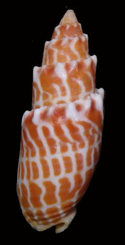 Mitra stictica  56.3mm F+++