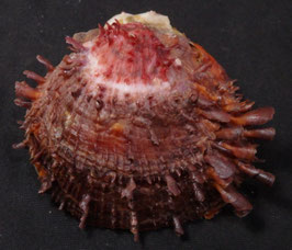 Spondylus sanguineus  63.3mm F+++