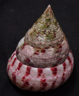 Tectus conus   55mm F+++