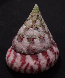 Tectus conus   55.7mm F+++
