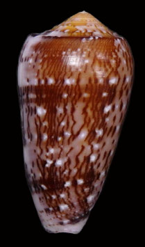 Conus floccatus  56.9mm F+++