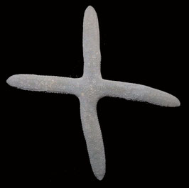 starfish species  size  155mm  sun dried