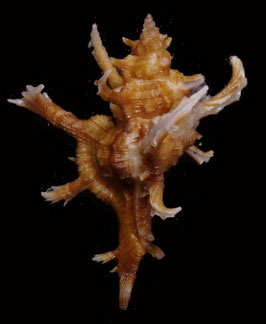 Chicoreus axicornis  52.2mm F+++