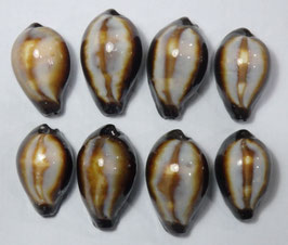 Cypraea onyx  37mm - 45mm F+++ set of 8pcs shells