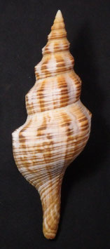 Pleuroploca filamentosa  146.2mm F++