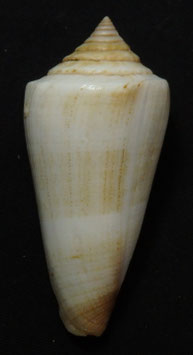 Conus furvus  60.8mm F+++