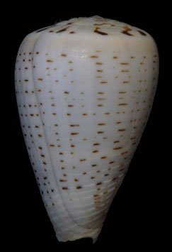 Conus glaucus  44.1mm F+++