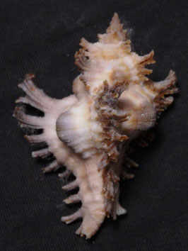 Chicoreus brunneus huttoniae  45.3mm F+++