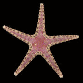 starfish species  size 84.3mm  sun dried