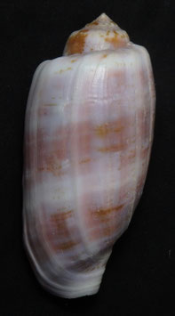 Conus tulipa  83.3mm F+++