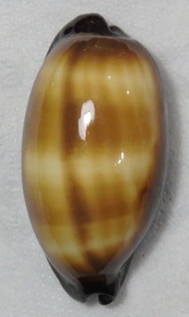 Cypraea talpa  71.5mm F+++