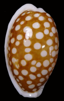 Cypraea cribraria 32.5mm F+++