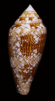 Conus telatus  59.3mm  F+++