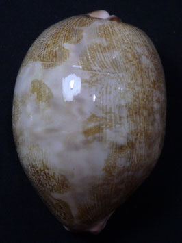 Cypraea mappa 79.3mm F+++