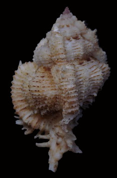 Chicoreus superbus  62.9mm F+++