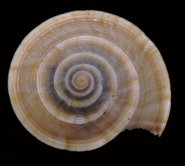 Discotectonica acutissima  32.4mmF+++