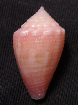 Conus axelrodi  19.8mm F+++