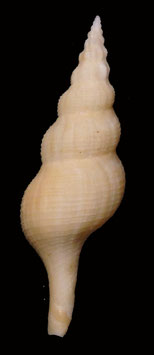 Simplicius graciliformis  63.1mm F++