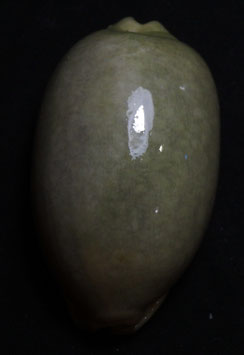 Mauritia eglantina  70.2mm F+++
