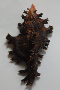 Chicoreus lamarcki  74.7mm F+++