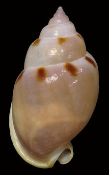 Semicassis glabrata 54mm F+++