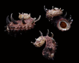 Angaria delphinus  56.2mm F+/F++