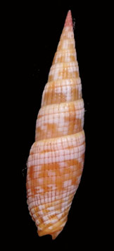 Vexillum costatum 51.8mm F+++
