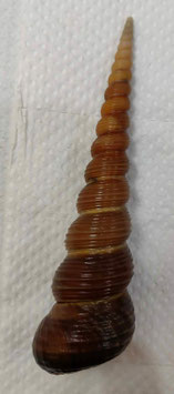 Turritella terebra  131.1mm F+++