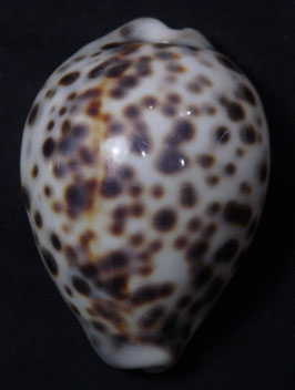 Cypraea tigris  55.1mm F+++