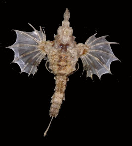 Flying fish species  70.7mm  dried preserved