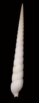 Clathroterebra mactanensis 53.4mm F+++