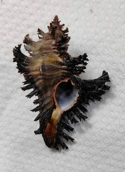 Chicoreus brunneus  62.6mm  F+++