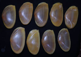Tellina foliacea  69mm - 79mm F+++