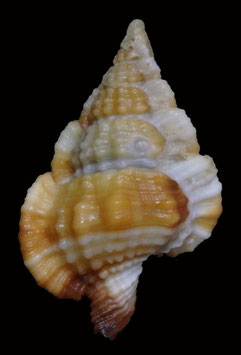 Gyrineum  cuspidatum  28.1mm F+++