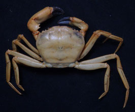 sea crabs species  29.3mm preserved taxidermy