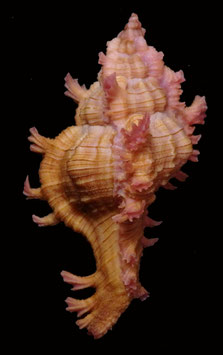 Chicoreus nobilis  47.8mm F+++