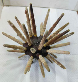 Phyllacanthus imperialis  64mm F+++ , with spines