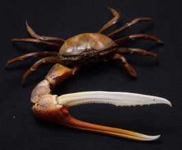 Uca paradussumieri  77mm  crab taxidermy