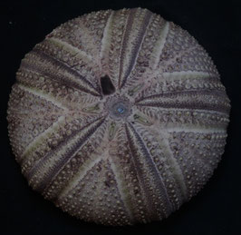 Astropyga  radiata  test   138.3mm  sea urchin