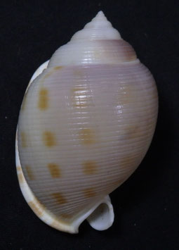 Semicassis bisulcata diuturna  59.1mm F+++