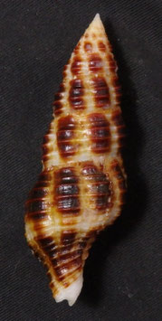 Latirus craticulatus  60.6mm F+++